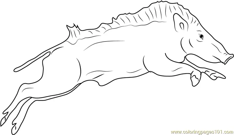 Boar Coloring Pages 8