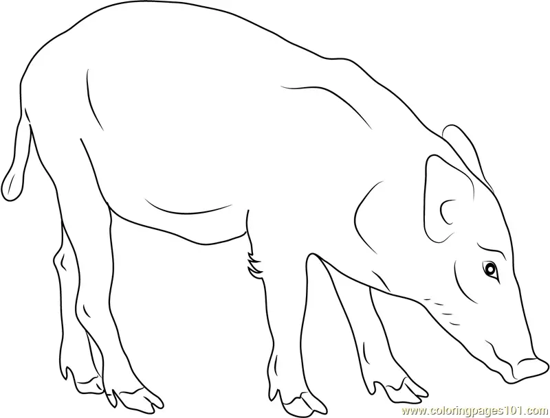 Boar Coloring Pages 9