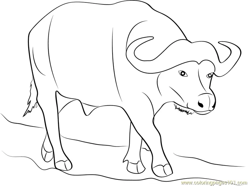 Buffalo Coloring Pages 1
