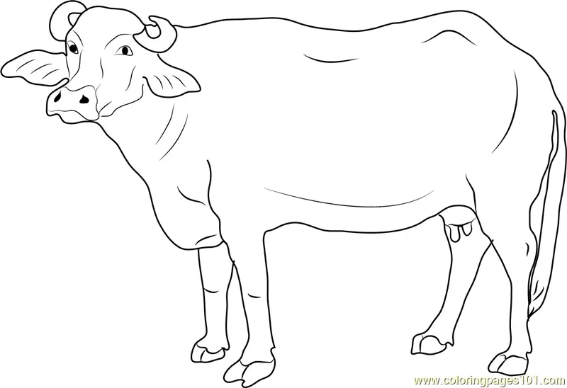 Buffalo Coloring Pages 10