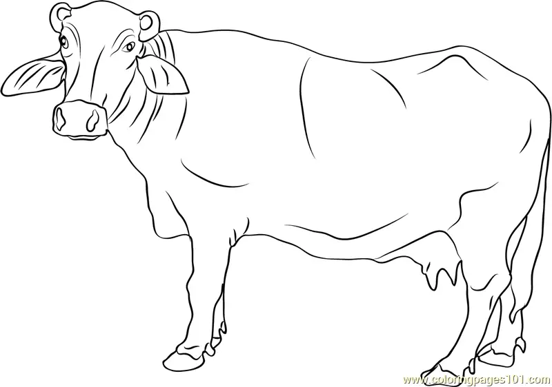 Buffalo Coloring Pages 11