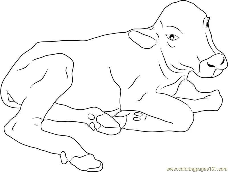 Buffalo Coloring Pages