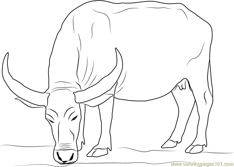 Buffalo Coloring Pages 2