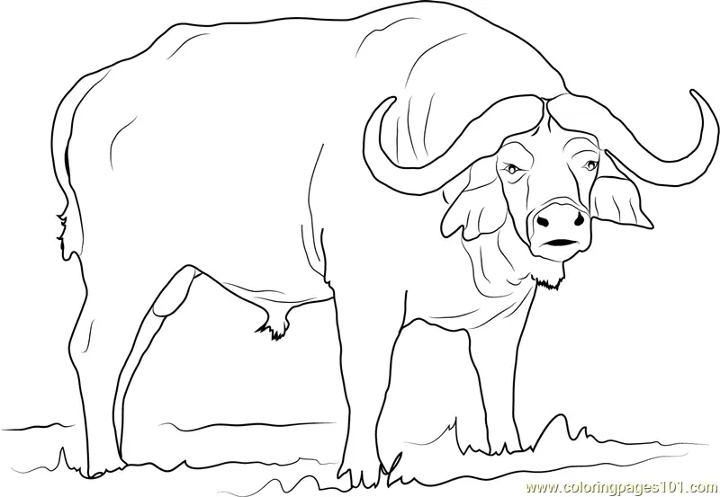 Buffalo Coloring Pages 3