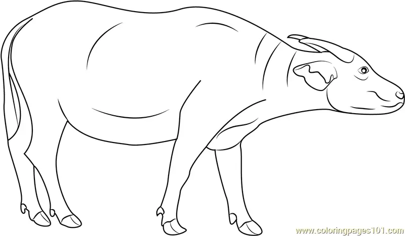 Buffalo Coloring Pages 4