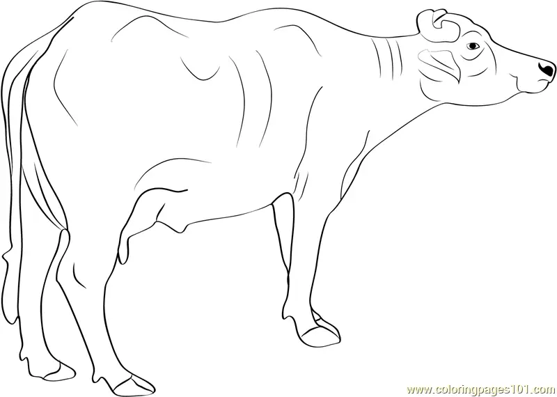 Buffalo Coloring Pages 5