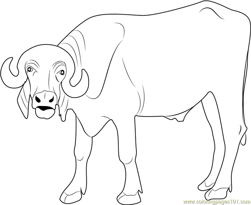 Buffalo Coloring Pages 6