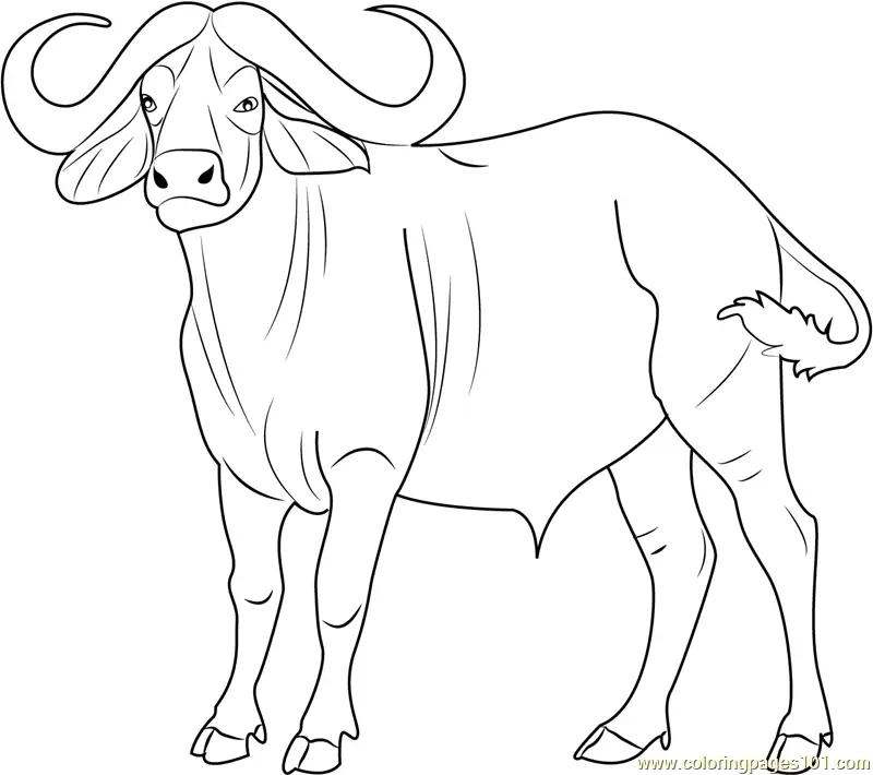 Buffalo Coloring Pages 8