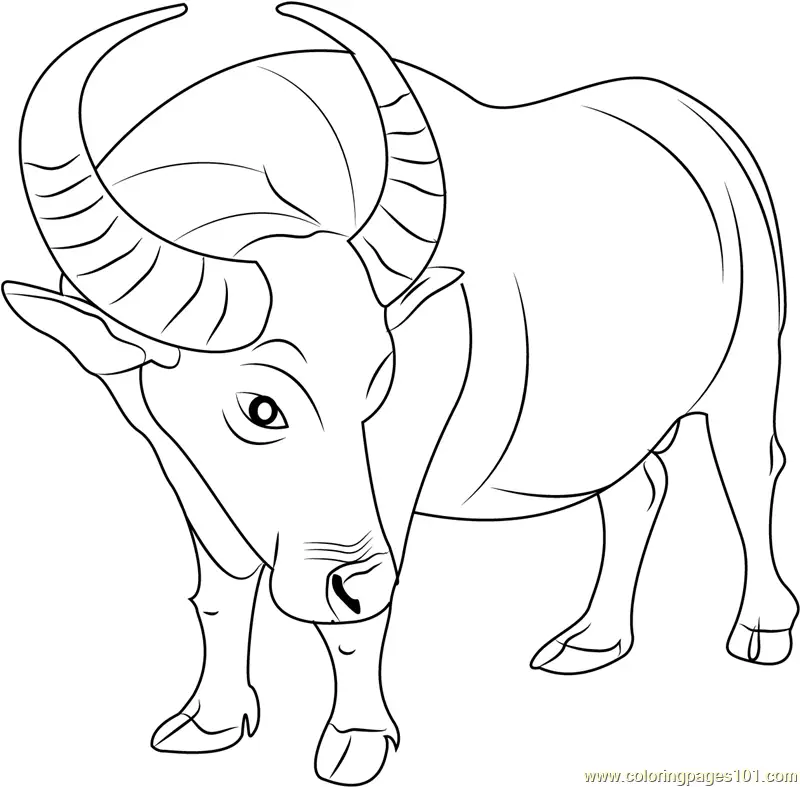 Buffalo Coloring Pages 9