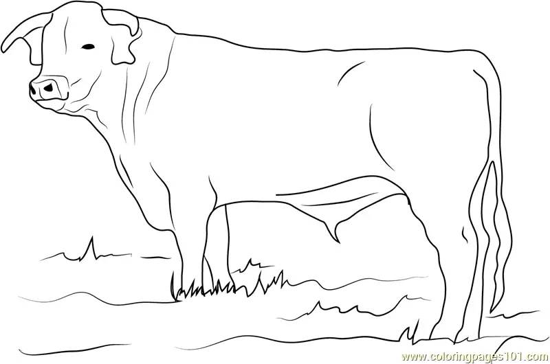 Bull Coloring Pages 5