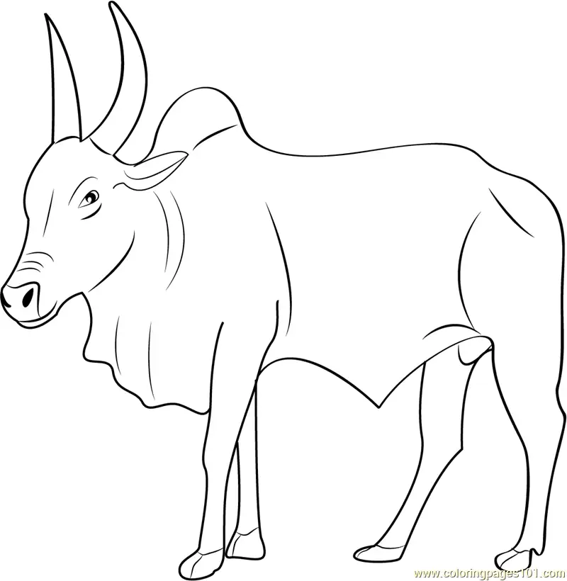 Bull Coloring Pages 6