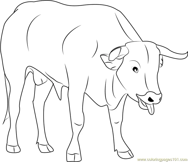 Bull Coloring Pages 9