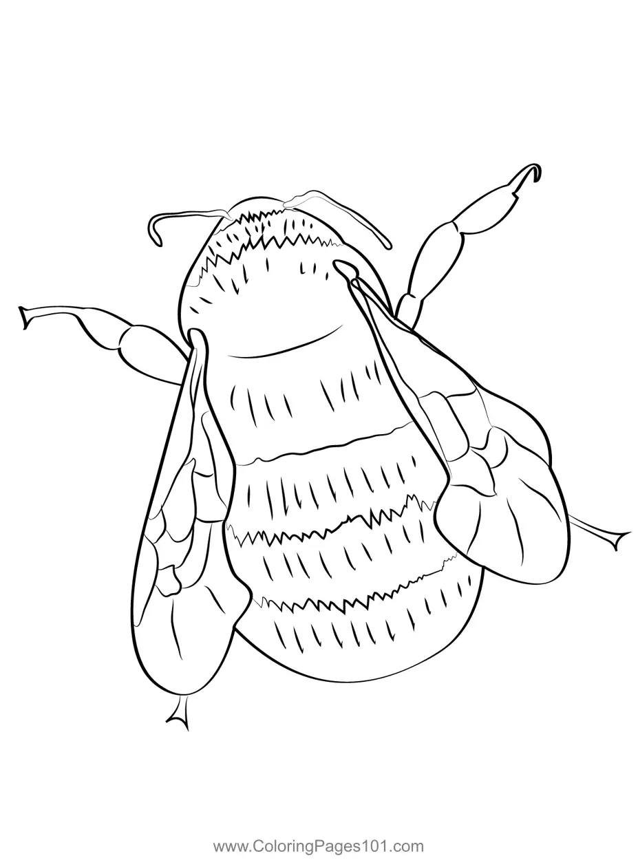 Bumblebees Coloring Pages