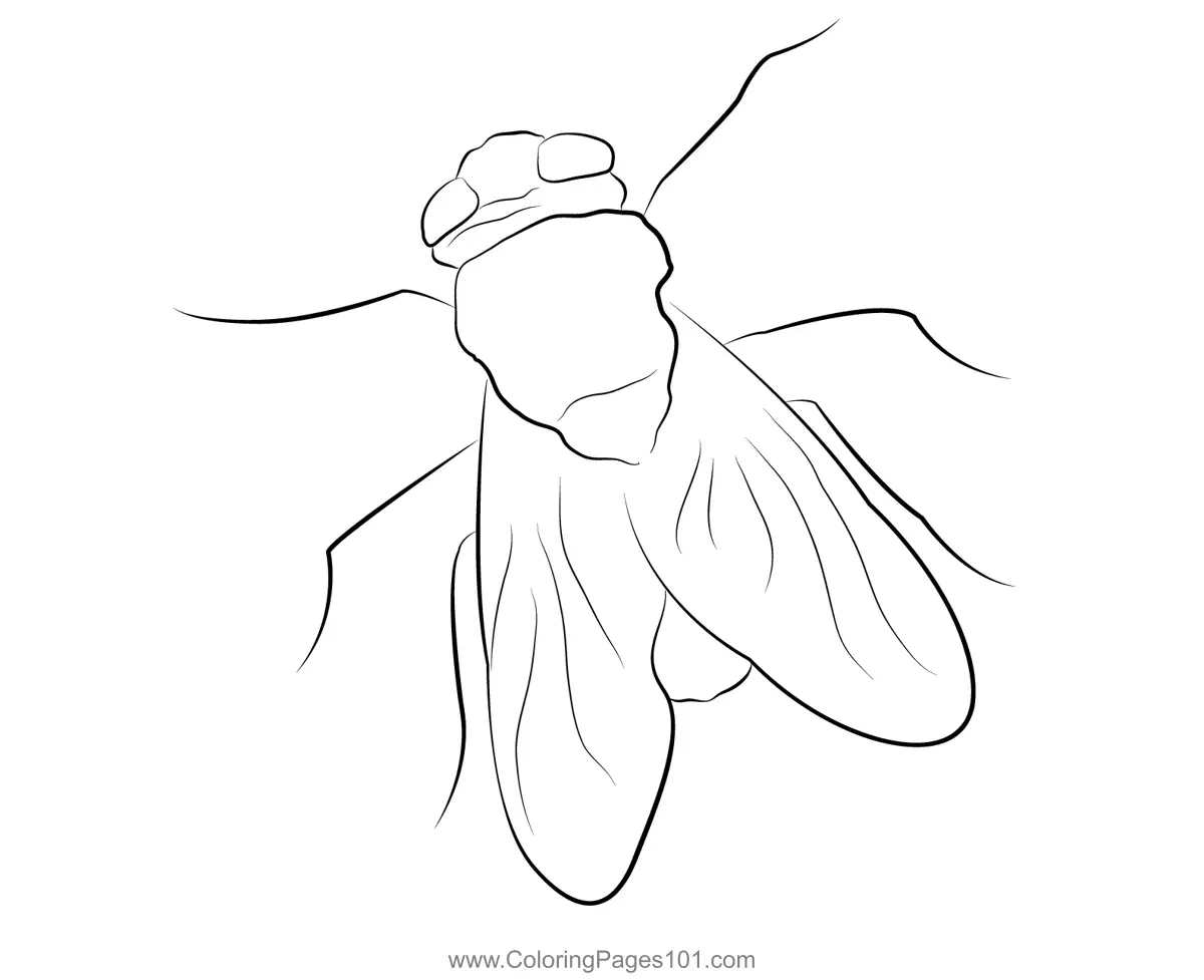 Butterflies Coloring Pages 11