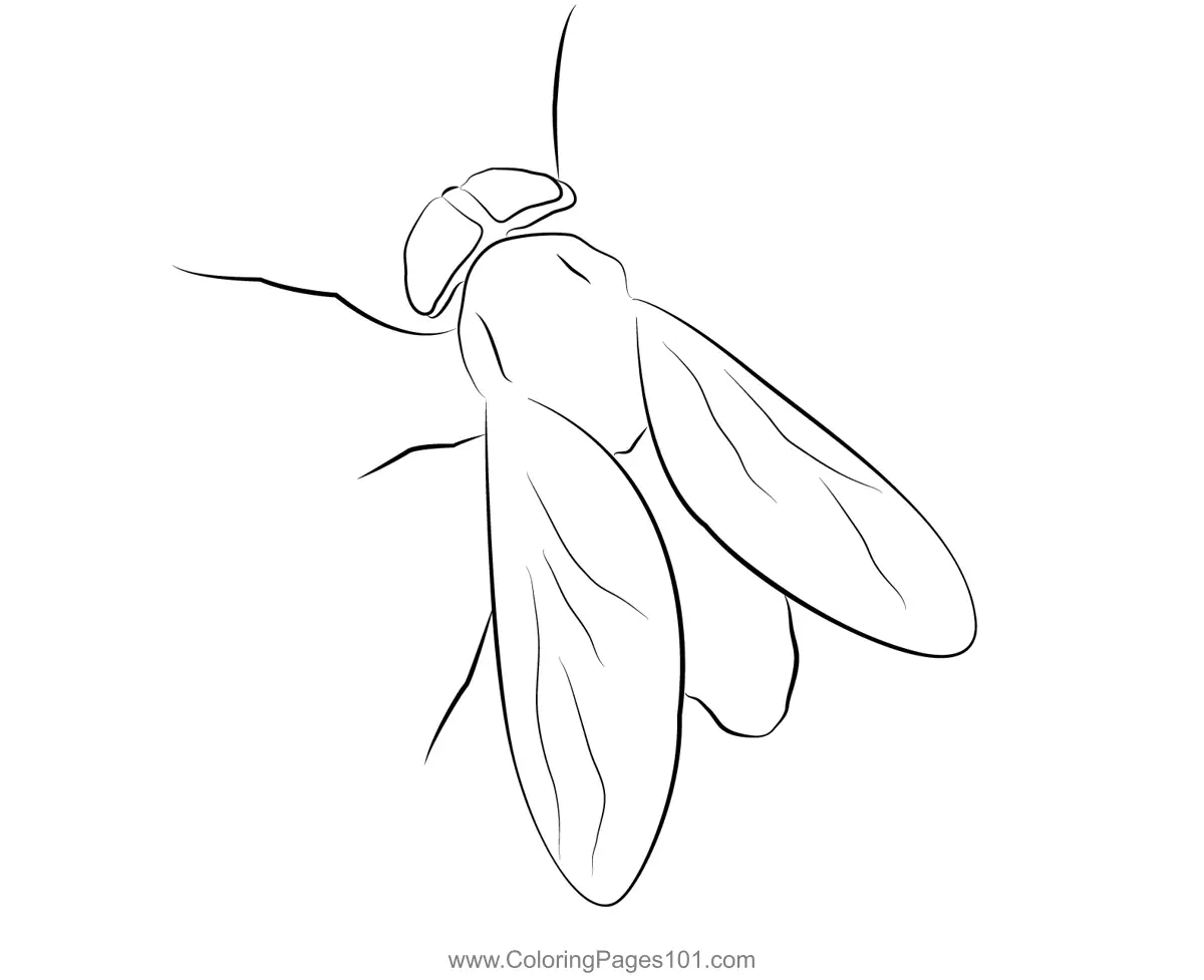 Butterflies Coloring Pages 4