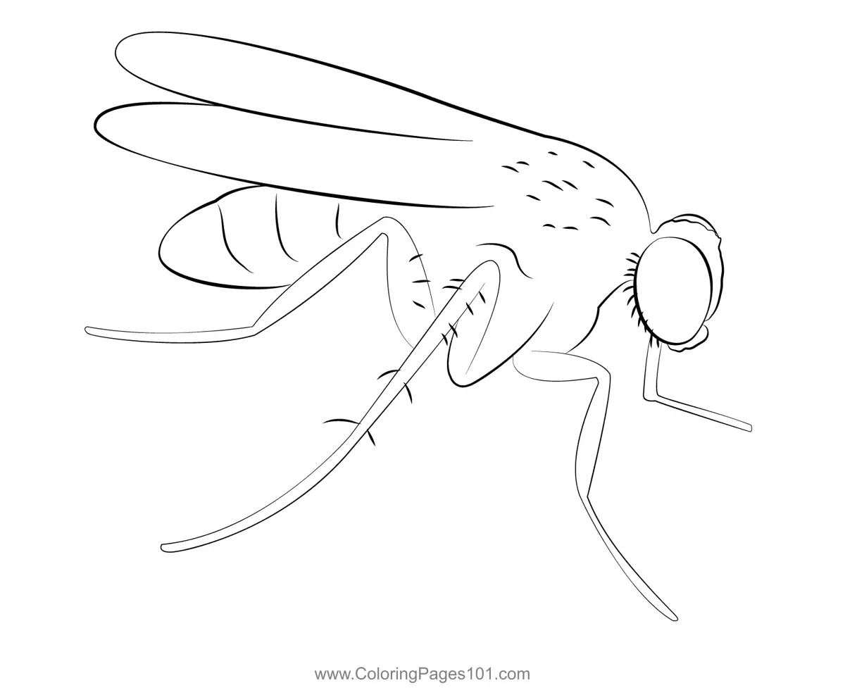 Butterflies Coloring Pages 6