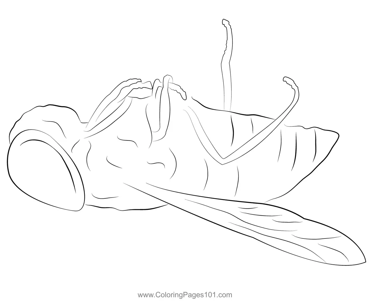 Butterflies Coloring Pages 7