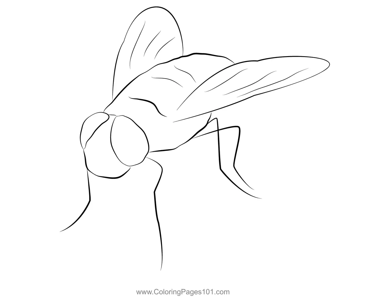 Butterflies Coloring Pages 9