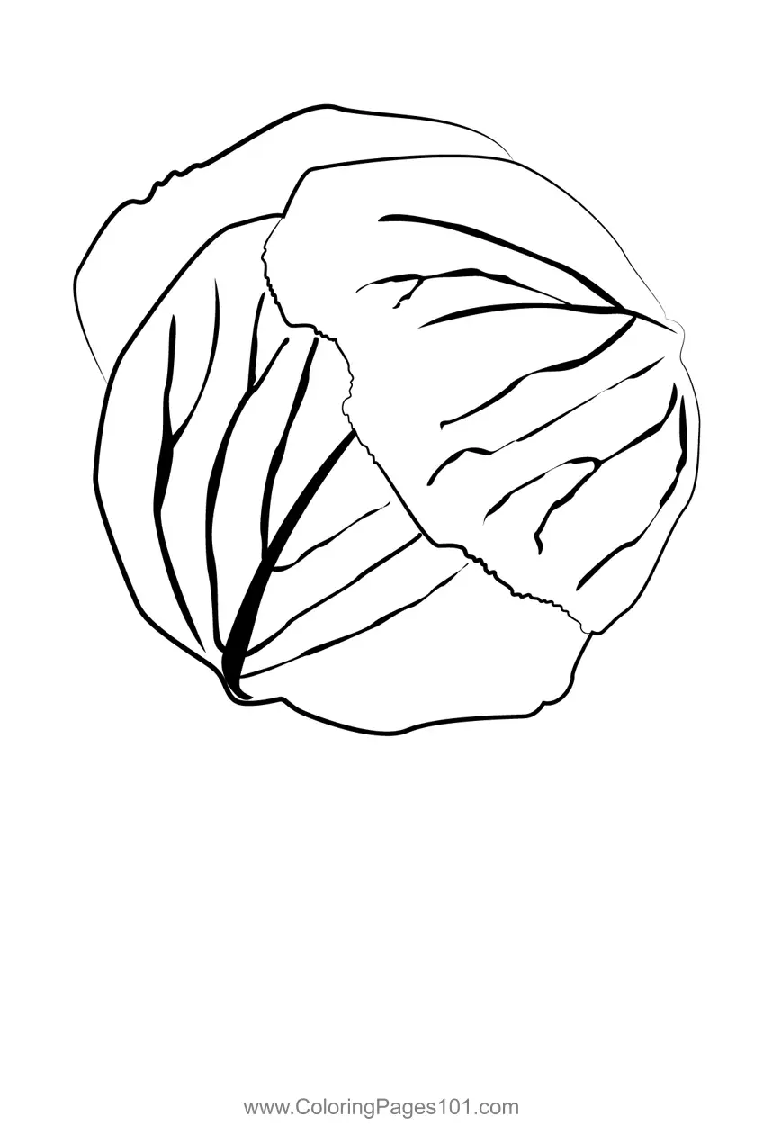 Cabbage Coloring Pages 4