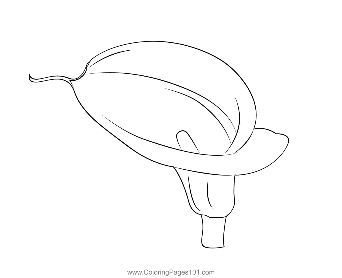 Calla Lily Coloring Pages 2