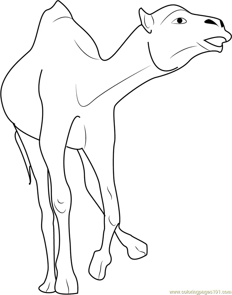 Camel Coloring Pages 10