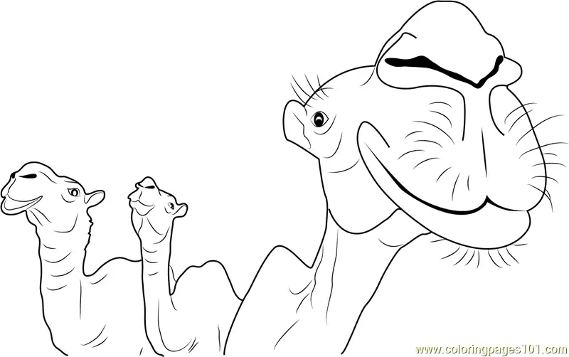 Camel Coloring Pages 11