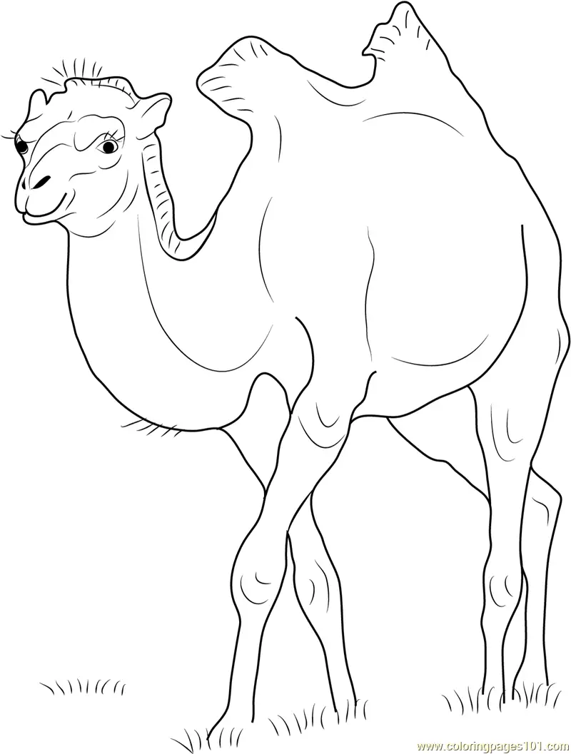 Camel Coloring Pages