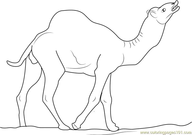 Camel Coloring Pages 2