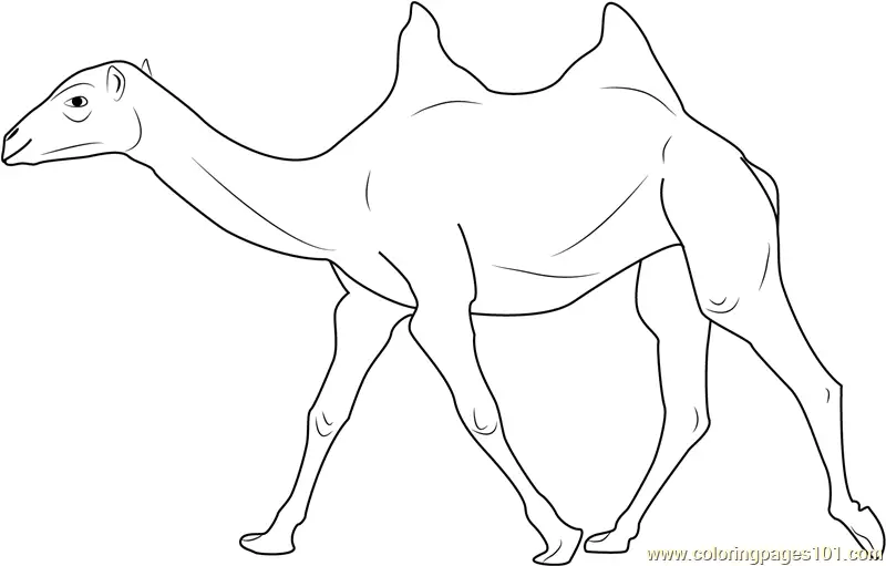 Camel Coloring Pages 3