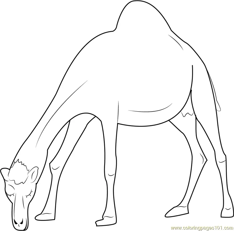 Camel Coloring Pages 5