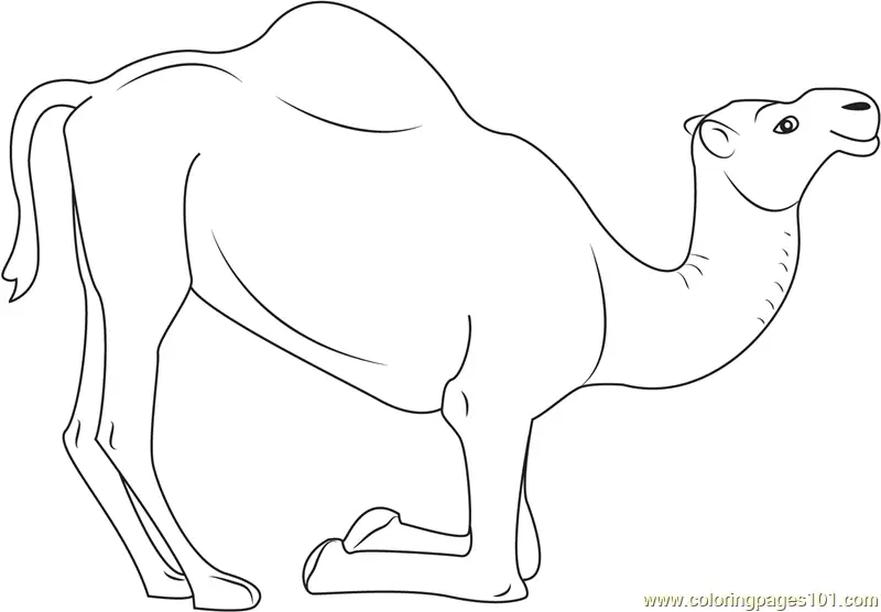 Camel Coloring Pages 9