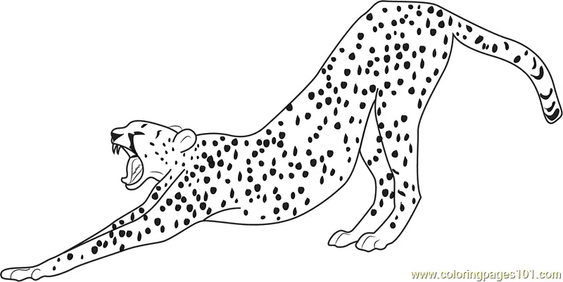 Cheetah Coloring Pages 2