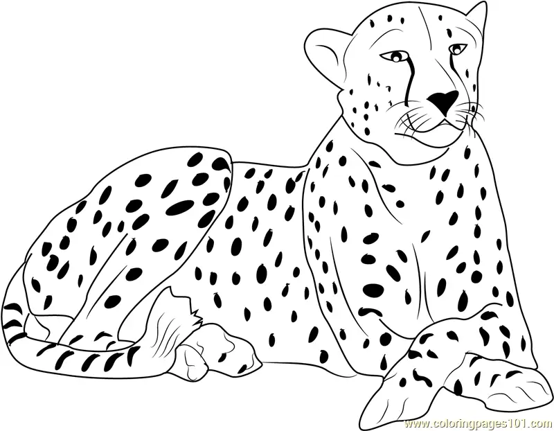 Cheetah Coloring Pages 4