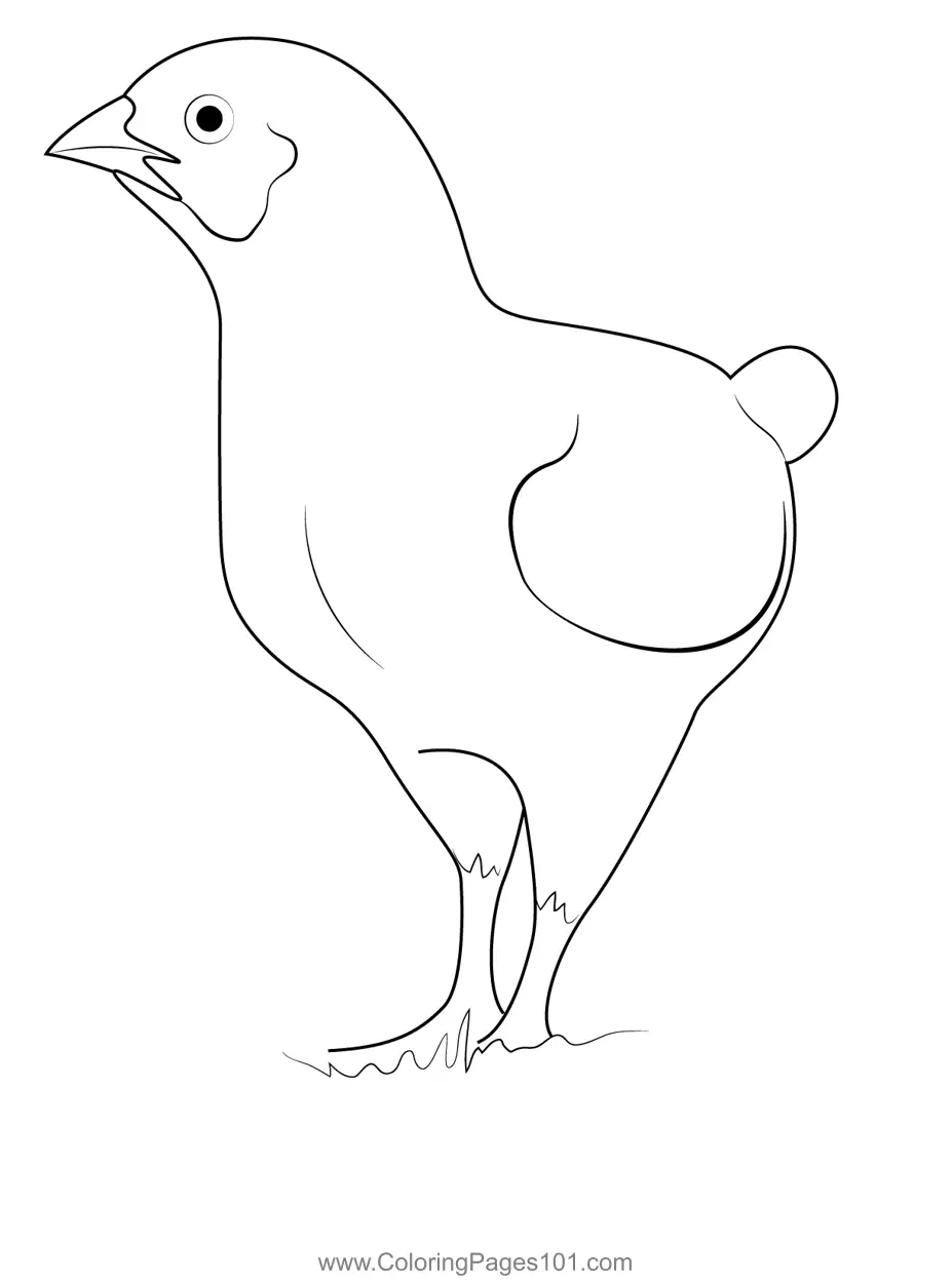 Chickens Coloring Pages