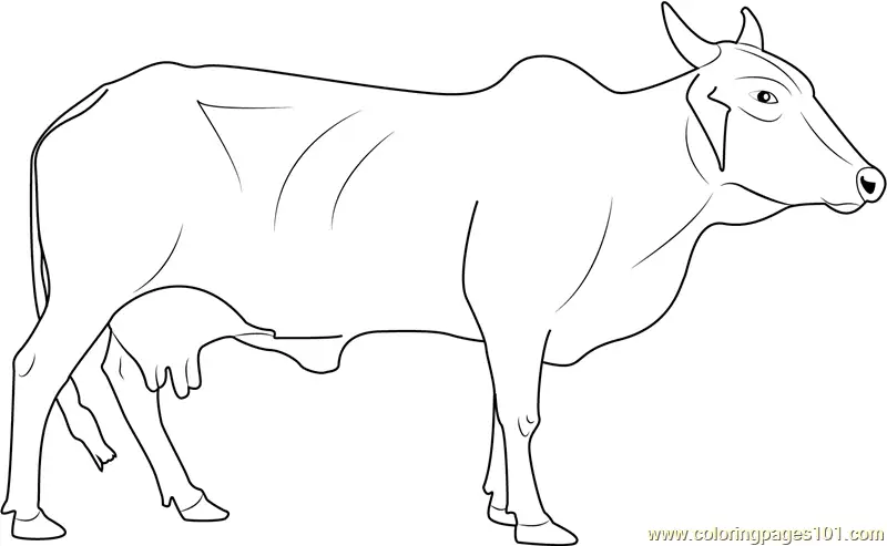 Cow Coloring Pages 7