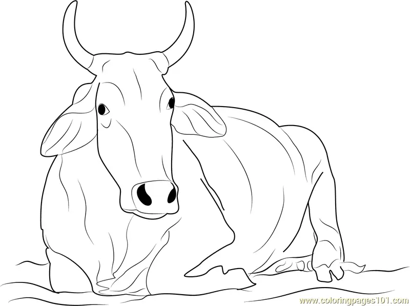 Cow Coloring Pages 9
