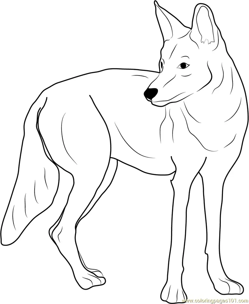 Coyote Coloring Pages 2