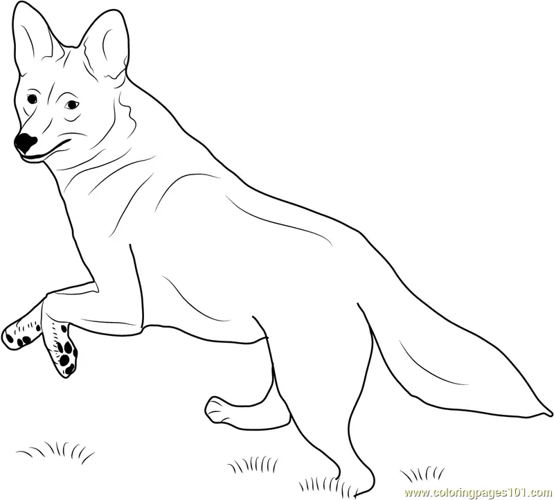 Coyote Coloring Pages 7