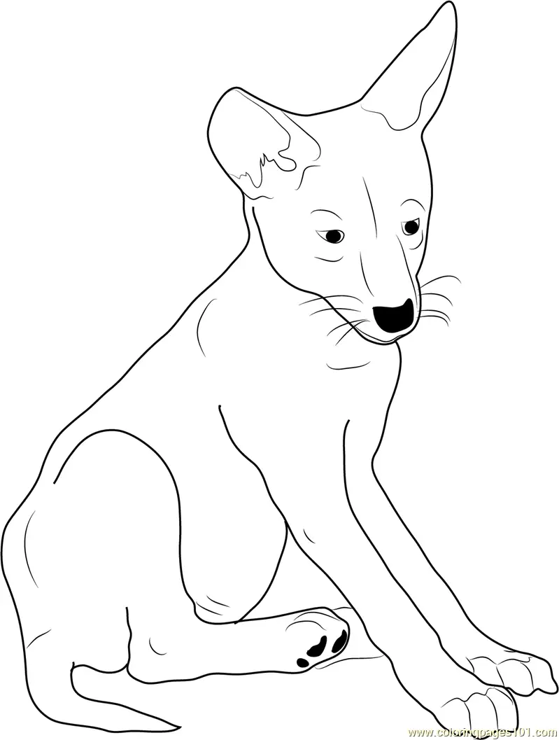 Coyote Coloring Pages 8