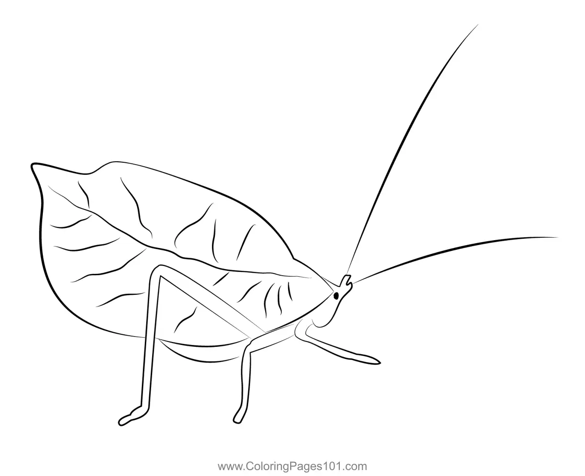 Crickets Coloring Pages 1