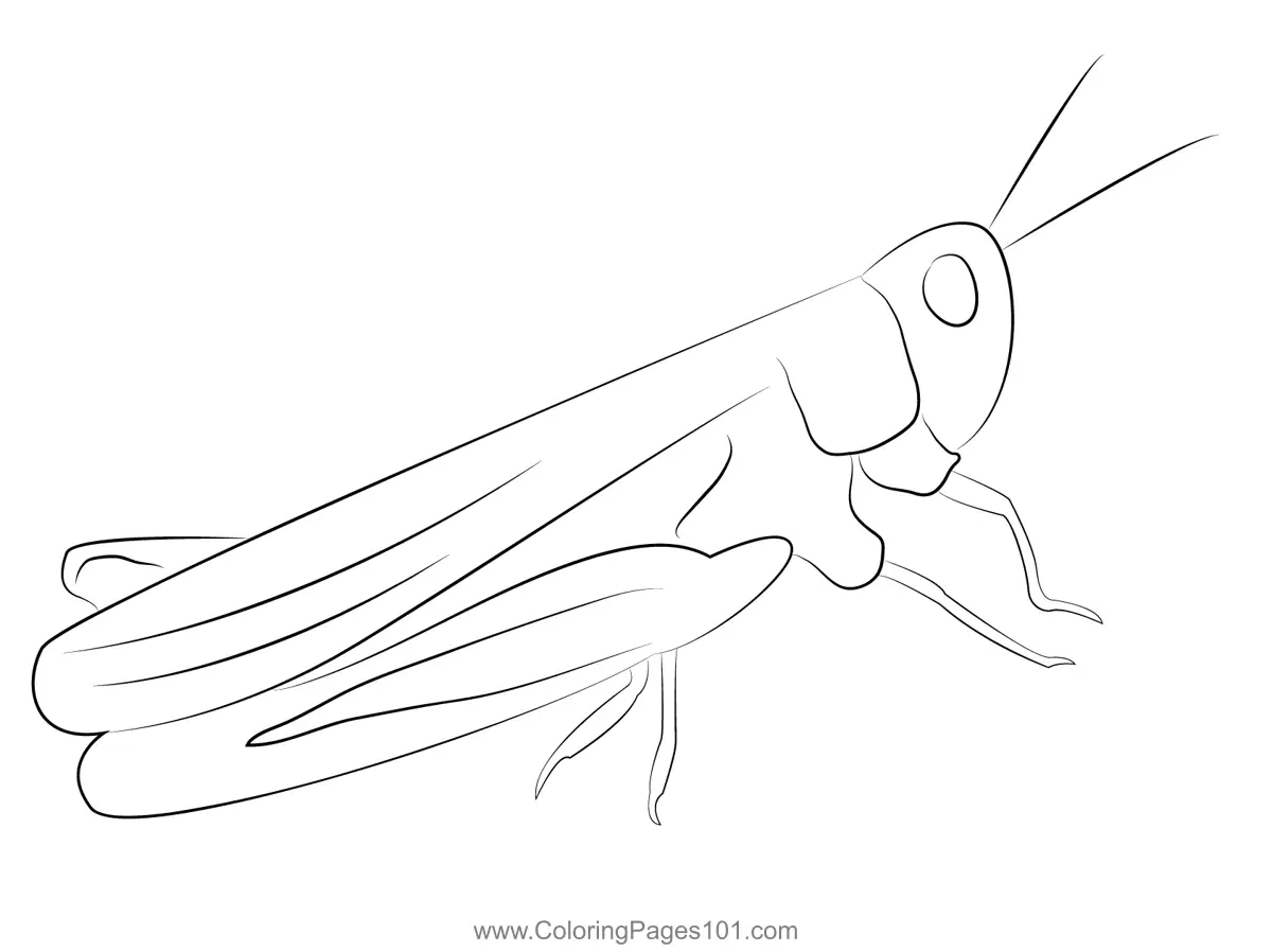 Crickets Coloring Pages 10