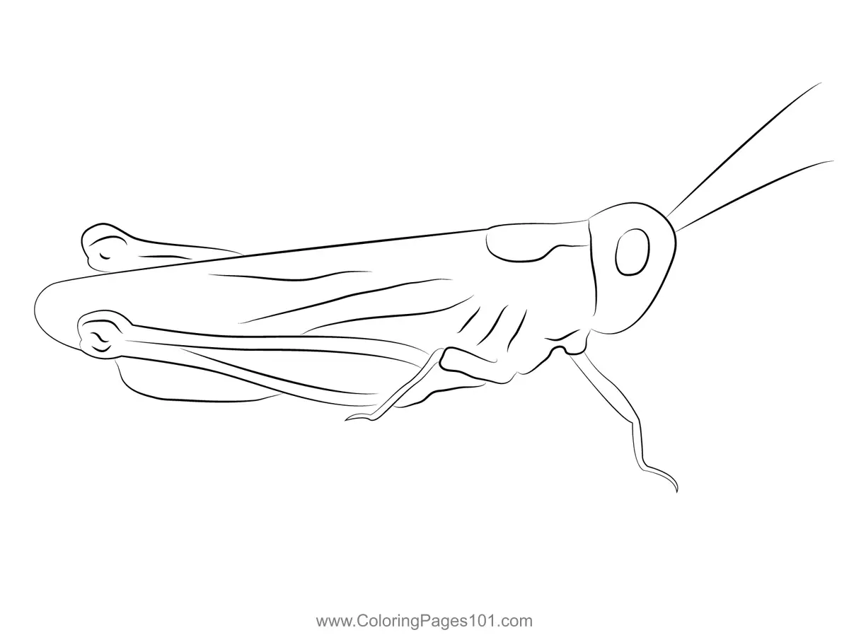 Crickets Coloring Pages 11