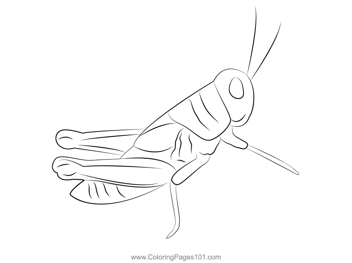Crickets Coloring Pages