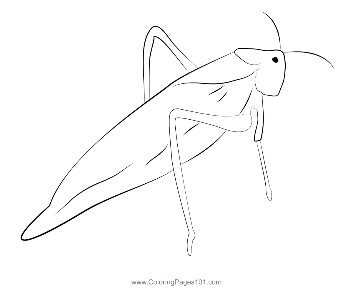 Crickets Coloring Pages 2