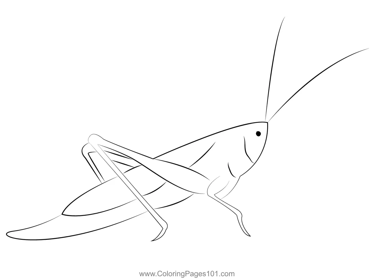 Crickets Coloring Pages 7