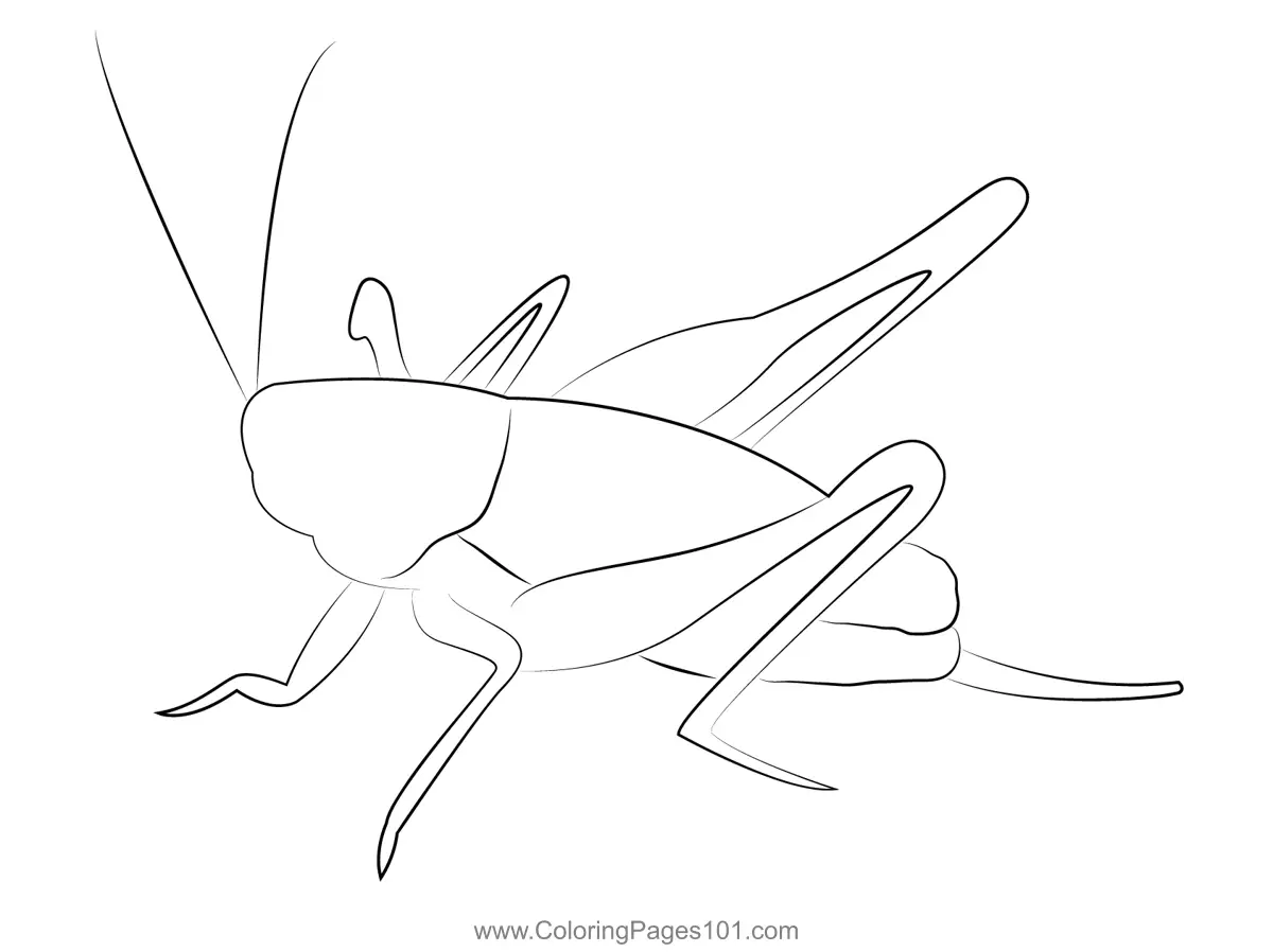 Crickets Coloring Pages 8