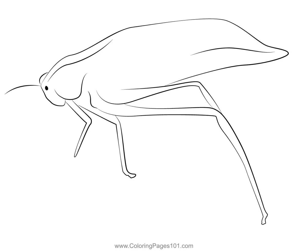 Crickets Coloring Pages 9