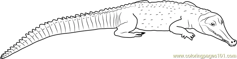 Crocodiles Coloring Pages 1
