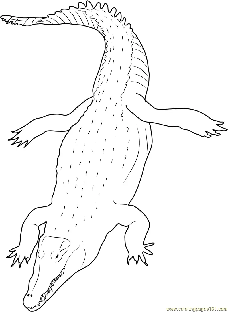 Crocodiles Coloring Pages 4