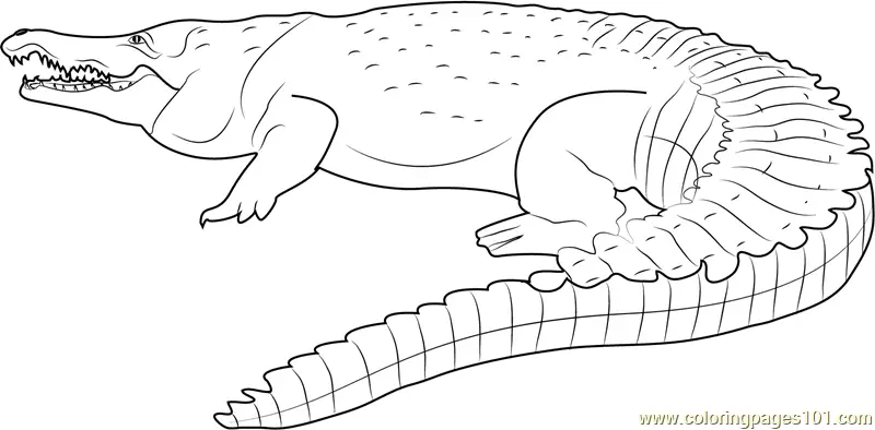 Crocodiles Coloring Pages 5